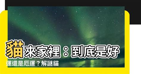 貓進家裡|【貓來家裡】貓來家裡：到底是好運還是厄運？解謎貓到訪的各種。